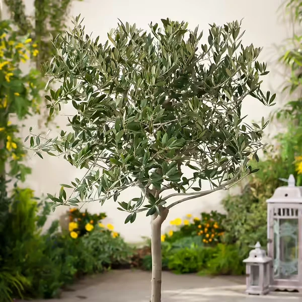 Potted olive tree with silvery-green foliage on patio with yellow flowers and white lanterns in background