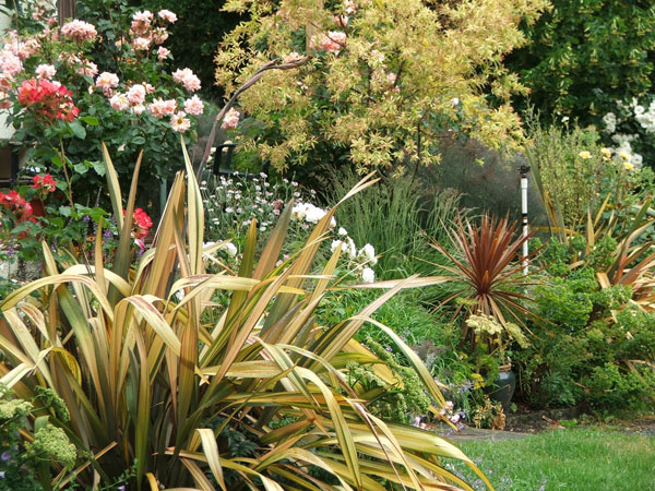 Colorful garden with golden striped phormium, pink roses, and lush greenery creating patio landscaping design